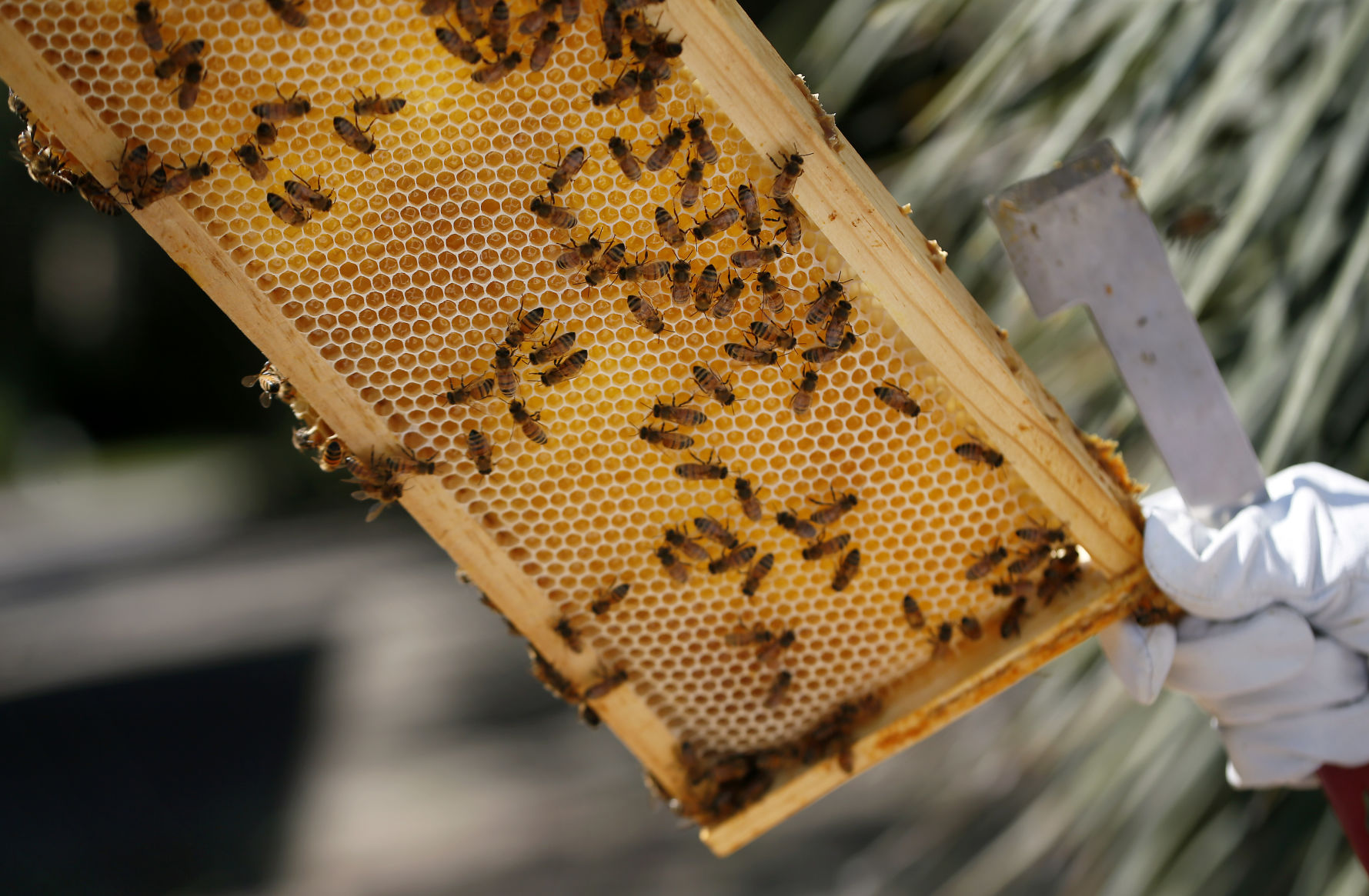 large frame bees.jpg (copy)